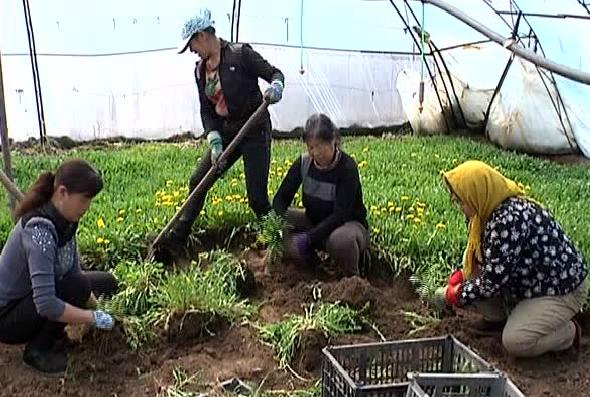 双阳区平湖街道尚家村：发展山野菜产业在深加工中要效益