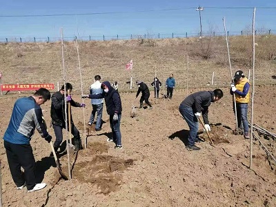 珲春市农机推广站参加植树活动