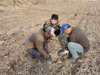 安图县黑土地保护性耕作全面完成