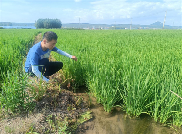 龙井市农机总站指导检查水稻有序机械抛秧示范田