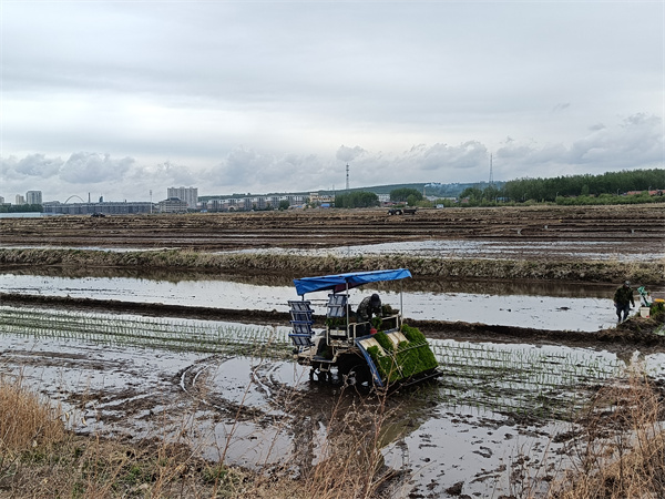 龙井市农机总站指导水稻插秧工作